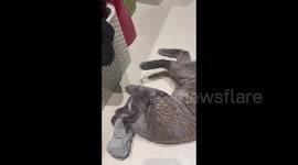 A cat from Minsk, Belarus playing with a pair of socks