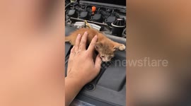 Kind-hearted motorist adopts kitten after it got stuck in car engine during drive to work