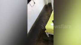 Baby fish fill woman’s flooded room after heavy rain in Thailand