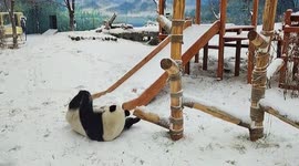 Twin pandas spotted rolling around as their enclosure is blanketed by snow in northern China