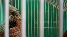 Cobra enters cage with exotic birds looking for a meal in eastern India
