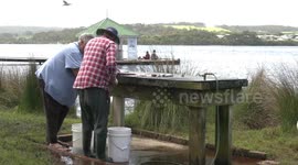 Hungry Pelicans and Gulls compete for scraps when fish are cleaned