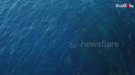 Peaceful drone footage of squadron of manta rays migrating