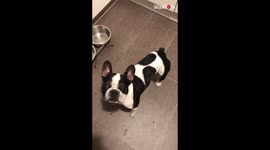 'Silly French Bulldog CAN'T STAND the sound of bubbles popping'