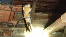 Officials capture irritated king cobra lurking in roof of house in southern India