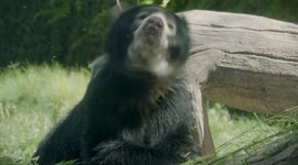 Touching tale of zoo bear that beat cancer