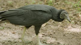 The Surprising Truth About New World Vultures