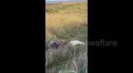 Wild seals visit Lincolnshire beach to give birth, UK