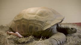 Meet Al, a 575-pound tortoise in his tortoise