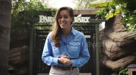 Tour San Diego Zoo's Parker Aviary with Olivia Degn
