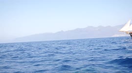 Tenerife whale watching, pilot whale comes really close to the boat with tourists