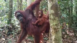 Orangutan mother and baby swing around in jungles of Borneo