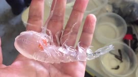 Mysterious sea creature wriggles on palm of scientist in Oregon
