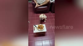 French bulldog ‘protects’ plate of fried chicken