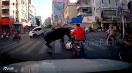 Runaway buffalo shot dead after injuring 7 people in southern China