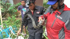 Animal rescue team evacuate 9-foot-long snake from near Indonesian home