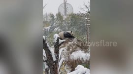 This panda is having the time of its life in snow-covered enclosure in northern Chinese zoo