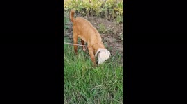 Lamb