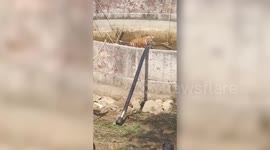 Locals drain well after tiger plunges into it in western India