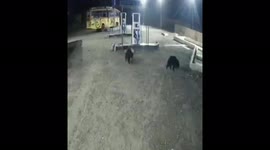 Three bears show up at Indian petrol pump leaving staff terrified