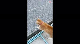 Cat owner comes up with genius idea to prevent her feline from escaping house