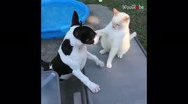 'Dog & cat's slap fighting contest turns into a wrestling match'