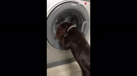 'Adorable Cocker Spaniel gets UNCOMFORTABLE watching her toys in the washer '