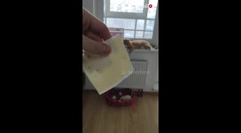 'Cat falls off window sill after owner throws cheese slice at it'