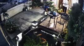 Man slips and almost falls into Koi pond in China