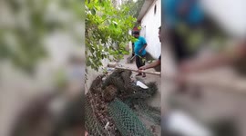 Giant cobra slithers into backyard of house, rescued in southern India