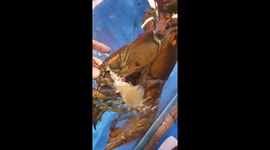 Woman helps a lobster peel off its shell when it gets stuck in a restaurant tank