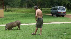 pumba, facocero jabali verrugoso en uganda con turistas se deja acariciar