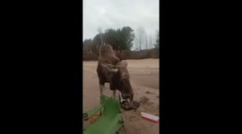 Russian fisherman gets very angry at wild moose for interrupting him