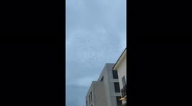 Flock of birds flying in th sky and creating beautiful formations and shapes