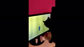 Cute kitty chasing virtual mice on the pc screen ! Funny and cute !