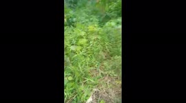 hunting wild boar with pet dogs it has become a tradition to quell pests
