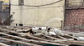 Cat 'kisses' pigeon after stalking it across roof in China