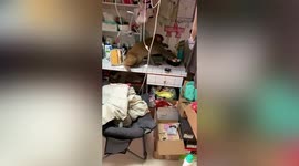 Monkey steals girl's makeup sponge after breaking into dorm in China