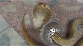 Deadly cobra gets trapped in drain mesh in bathroom in northeastern India