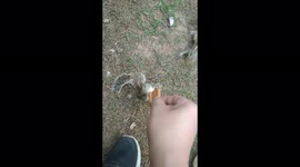 Squirrels 'queue' as they wait their turn to bite from biscuit being held by filmer