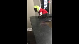 'Adorable Grinch cat MEOWS on owner's Christmas PAW-rade'