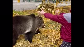 Tame Russian bear plays in autumn leaves with carer