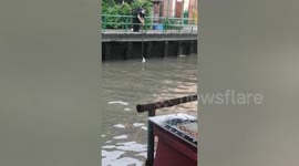 Brave locals save kitten drowning in dirty canal in Thailand