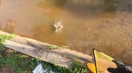 Drowning kittens rescued from dirty river in Malaysia