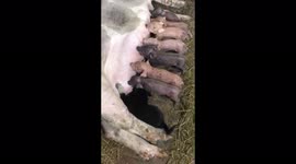 Greedy puppy pushes into line of piglets to help itself to their mum's milk