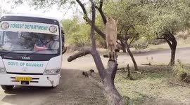 Watch - Asiatic Lions entertains tourists jumping on tree and showing moves