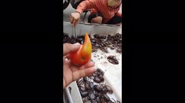 Strange tomato shaped like a teapot