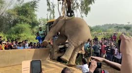Big dilemma for Indian villagers: how to move body of a dead elephant