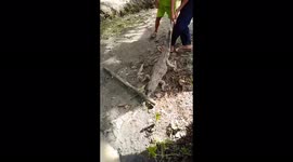 Indonesian kids catch crocs with bare hands before releasing them outside their hamlet