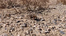 Tarantula walking in the New Mexico desert, climbing grass with mountains and a gorge